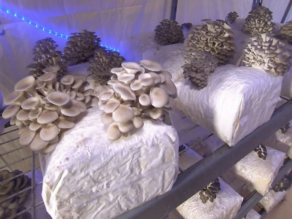 mushroom soil mixer bagging machine mushroom soil mixer bagging machine