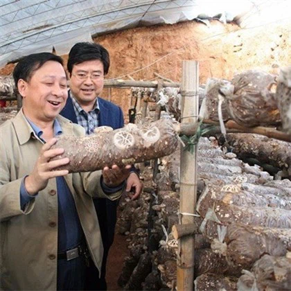 Обладнання для упаковки їстівних грибів